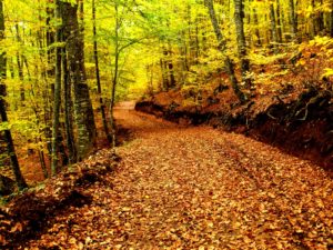 Eudemonia Nikos G. Mastropavlos Mpaso Fthinoporo 2018 I