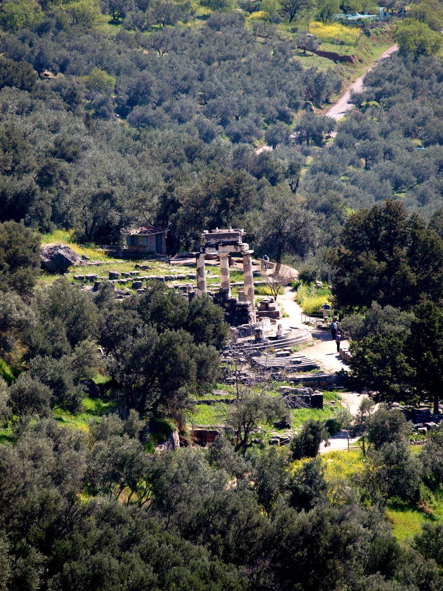 Οι κολώνες του ναού της Αθηνάς προναίας, ανάμεσα στις ελιές, στους Δελφούς.