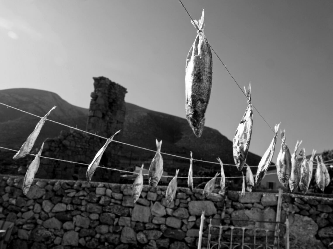 Φαρδιές μένουλες στεγνώνουν στον ήλιο του Νότου για να γίνουν τσίροι.