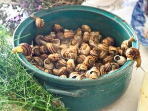 7 Psiloi chochlioi netrechoun NGMASTROPAVLOS EUDEMONIAGR NGM0438 2025