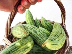 Ξυλαγοθρα κασιωτικα.