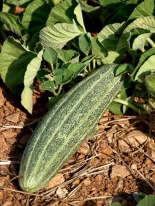 Ξυλάγγουρο επάνω στην αγγουριά.