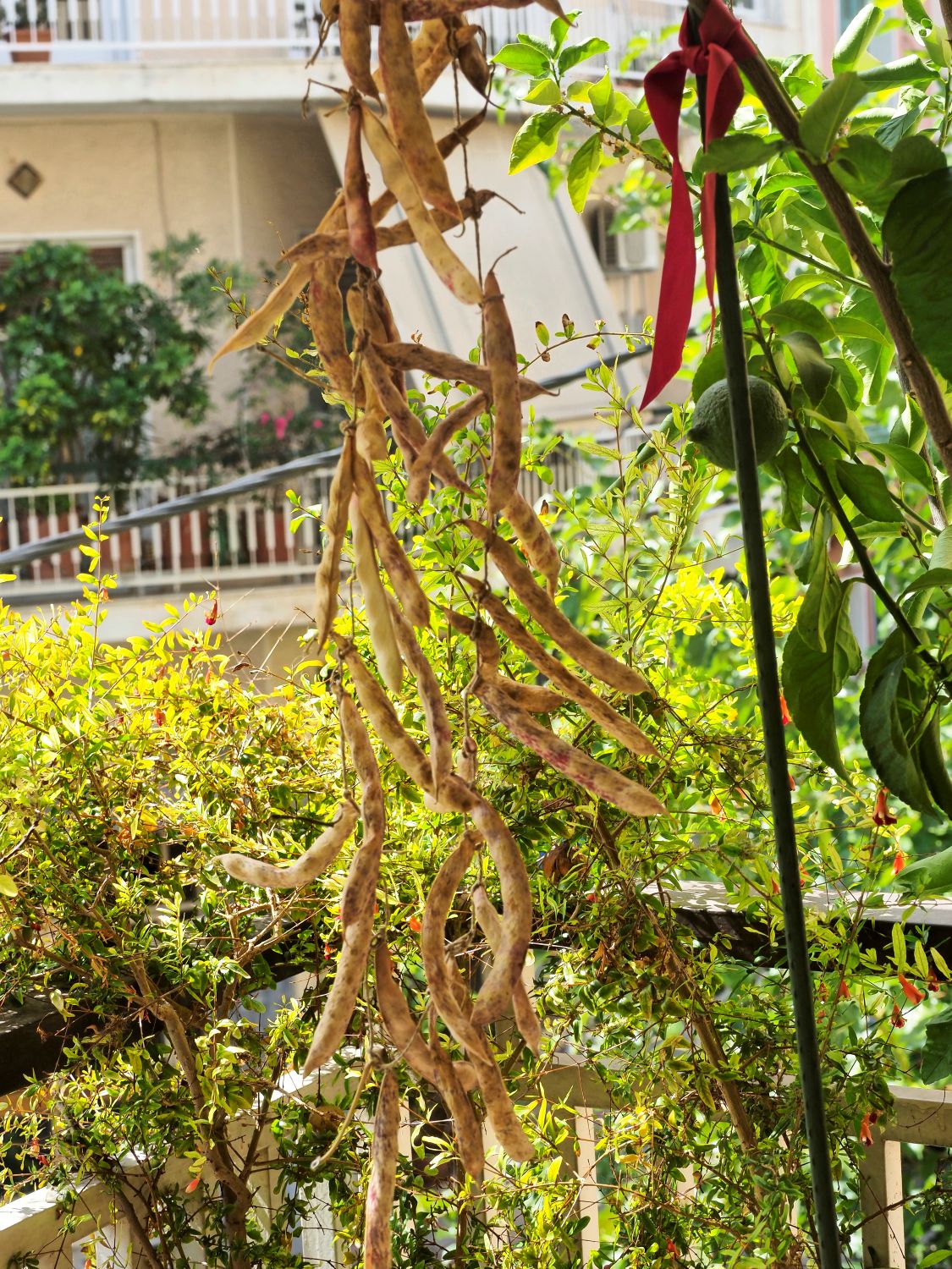 Φασολάκια κρεμασμένα στον ίσκιο της λεμονιάς για να γίνουν λιόπαστα.